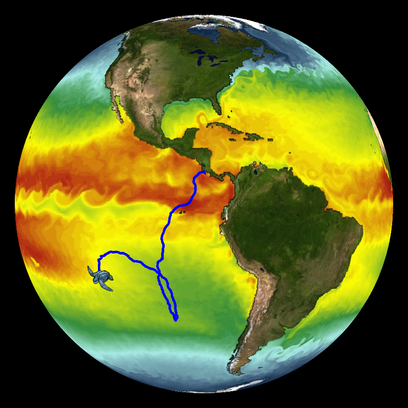 A moving PIP is used to trace the path of a sea turtle in the Pacific Ocean